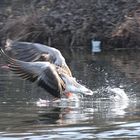 Graugans beim Abflug