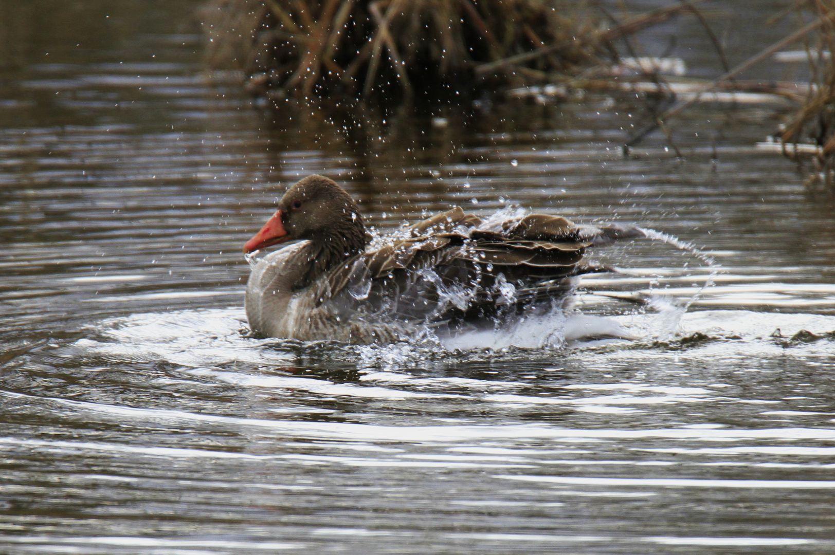 Graugans beim baden 