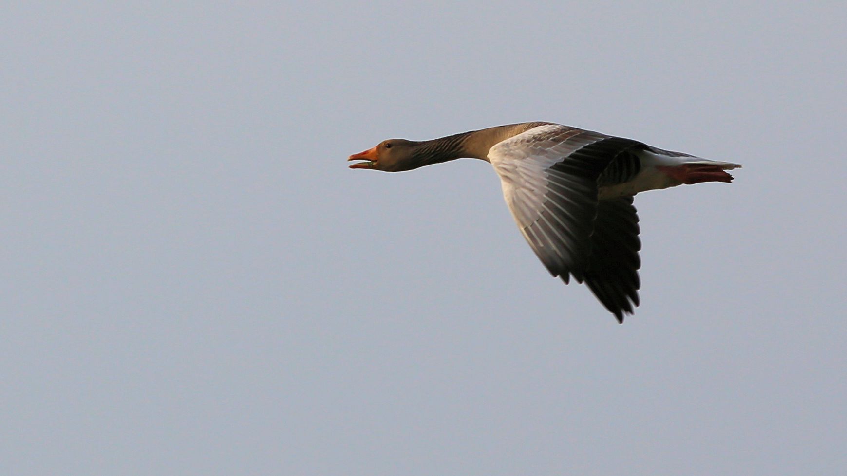 Graugans beim Durchflug