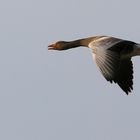 Graugans beim Durchflug