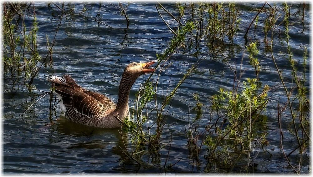 Graugans beim Futtern