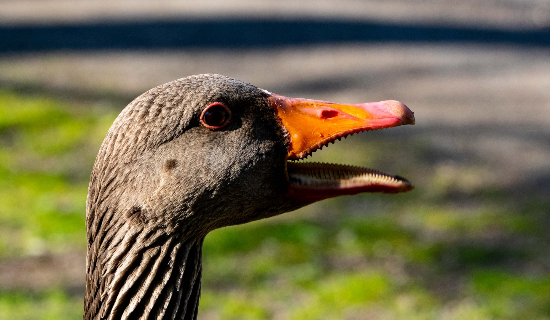 Graugans beim schnattern Foto & Bild tiere, wildlife, wild lebende