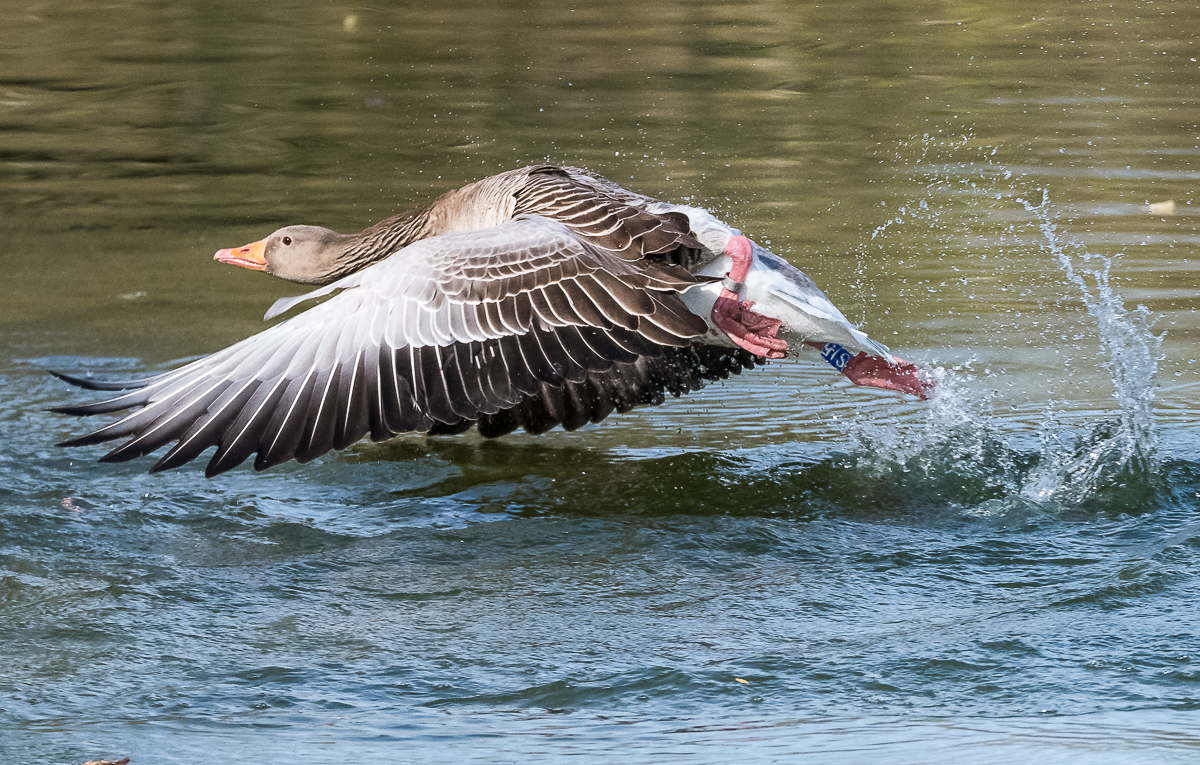 Graugans beim Start zum Flug