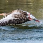 Graugans beim Start zum Flug