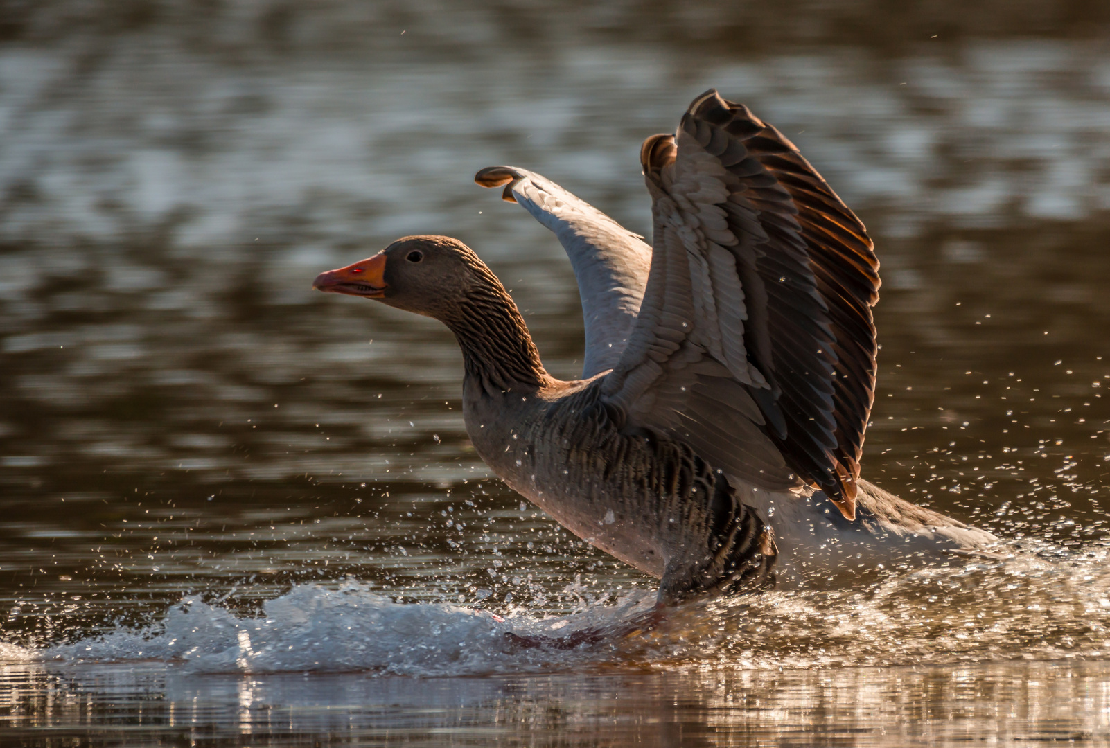 Graugans beim Wasserski fahren