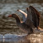 Graugans beim Wasserski fahren