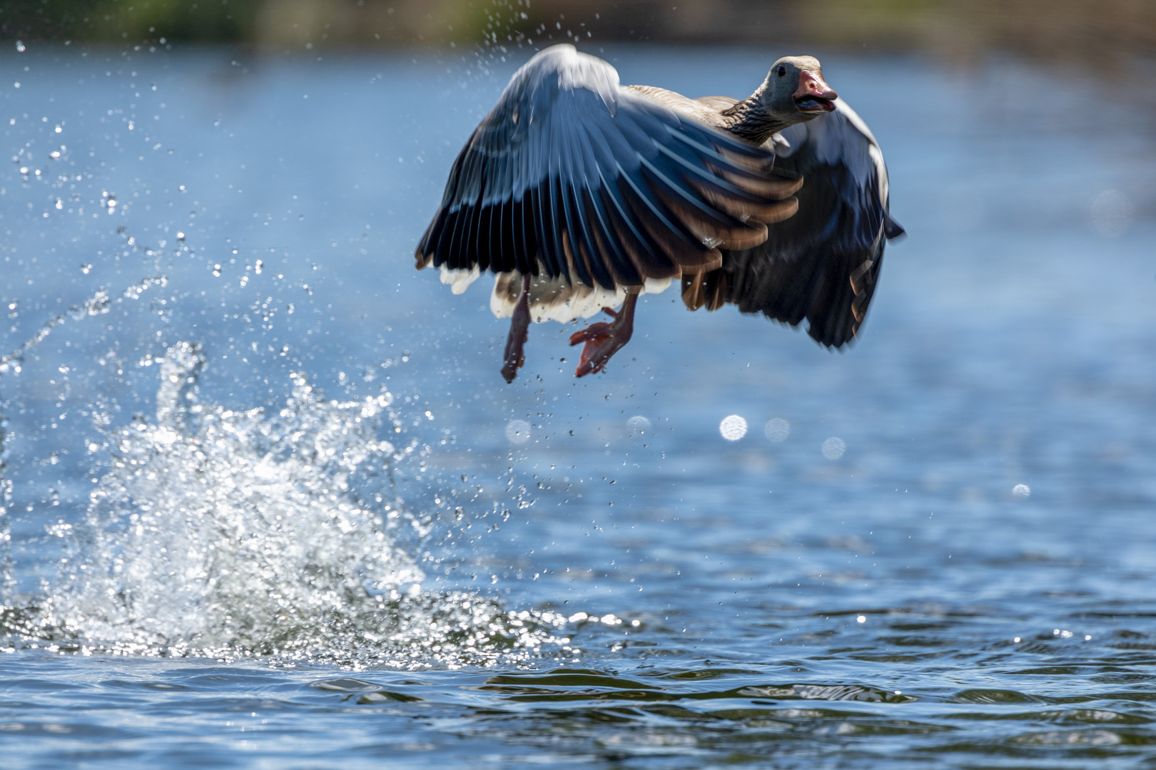 Graugans beim Wasserstart