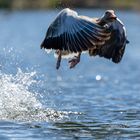 Graugans beim Wasserstart