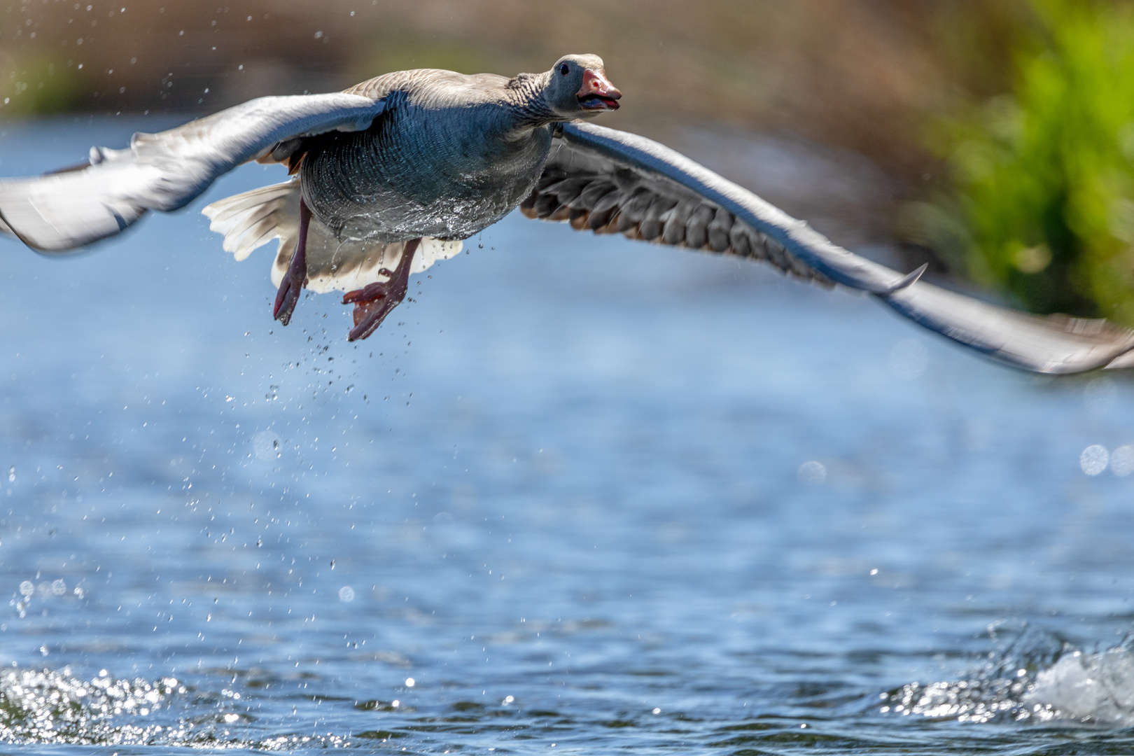 Graugans beim Wasserstart