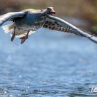 Graugans beim Wasserstart