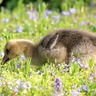 Graugans Biotopwildpark Anholter Schweiz