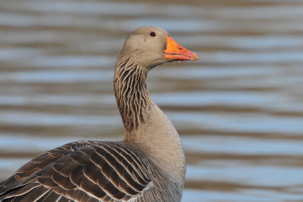 Graugans – Bussard – Blick