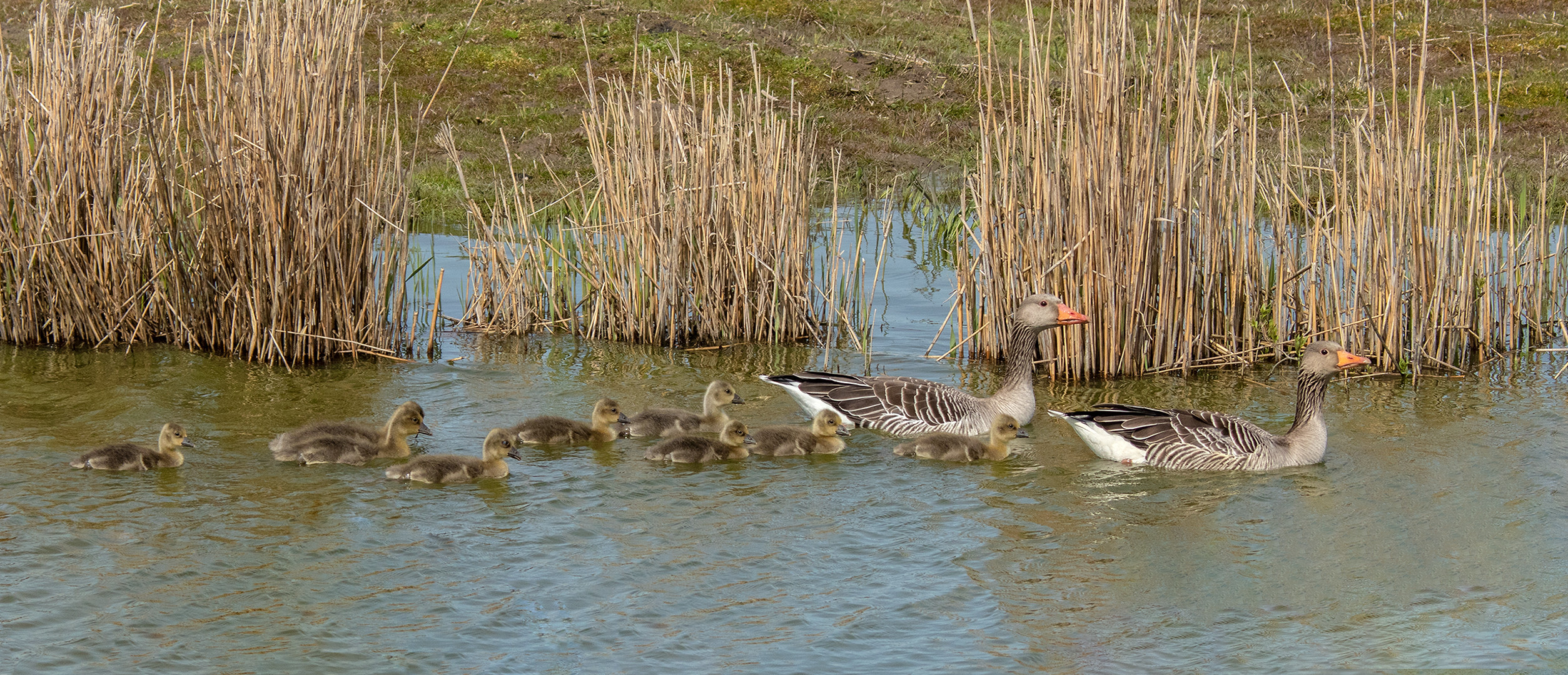 Graugans Familie 001 