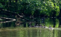 Graugans Familie