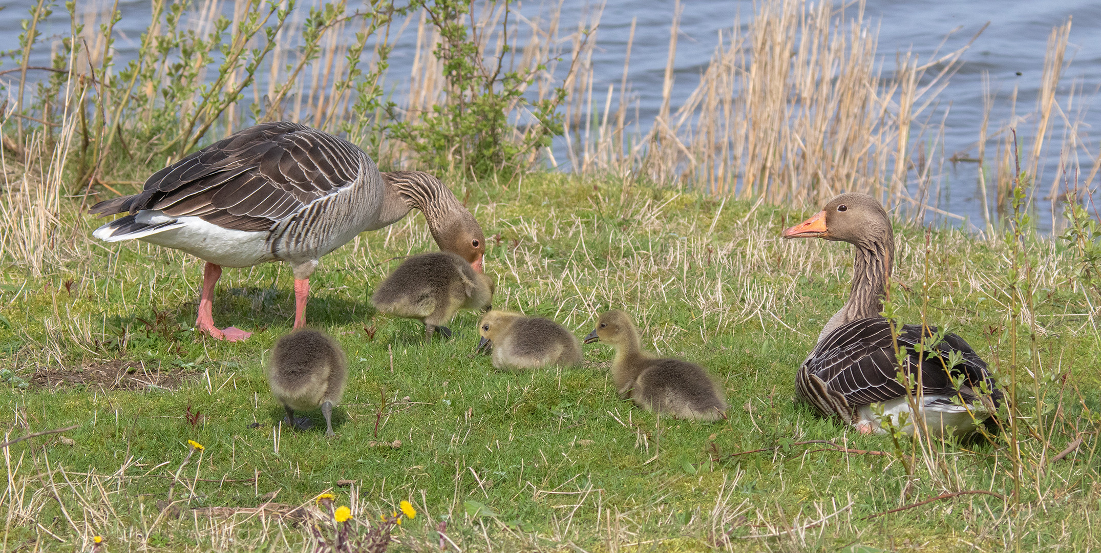 Graugans Familie