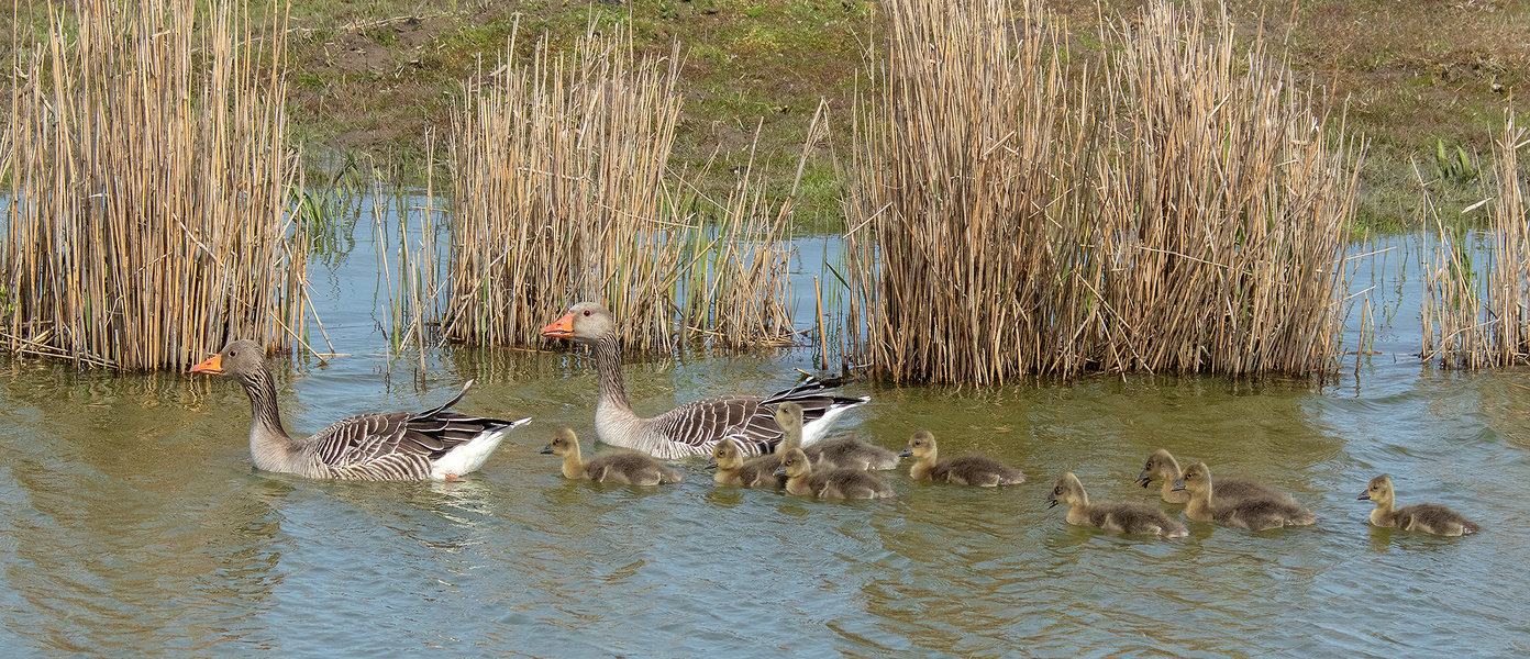 Graugans Familie