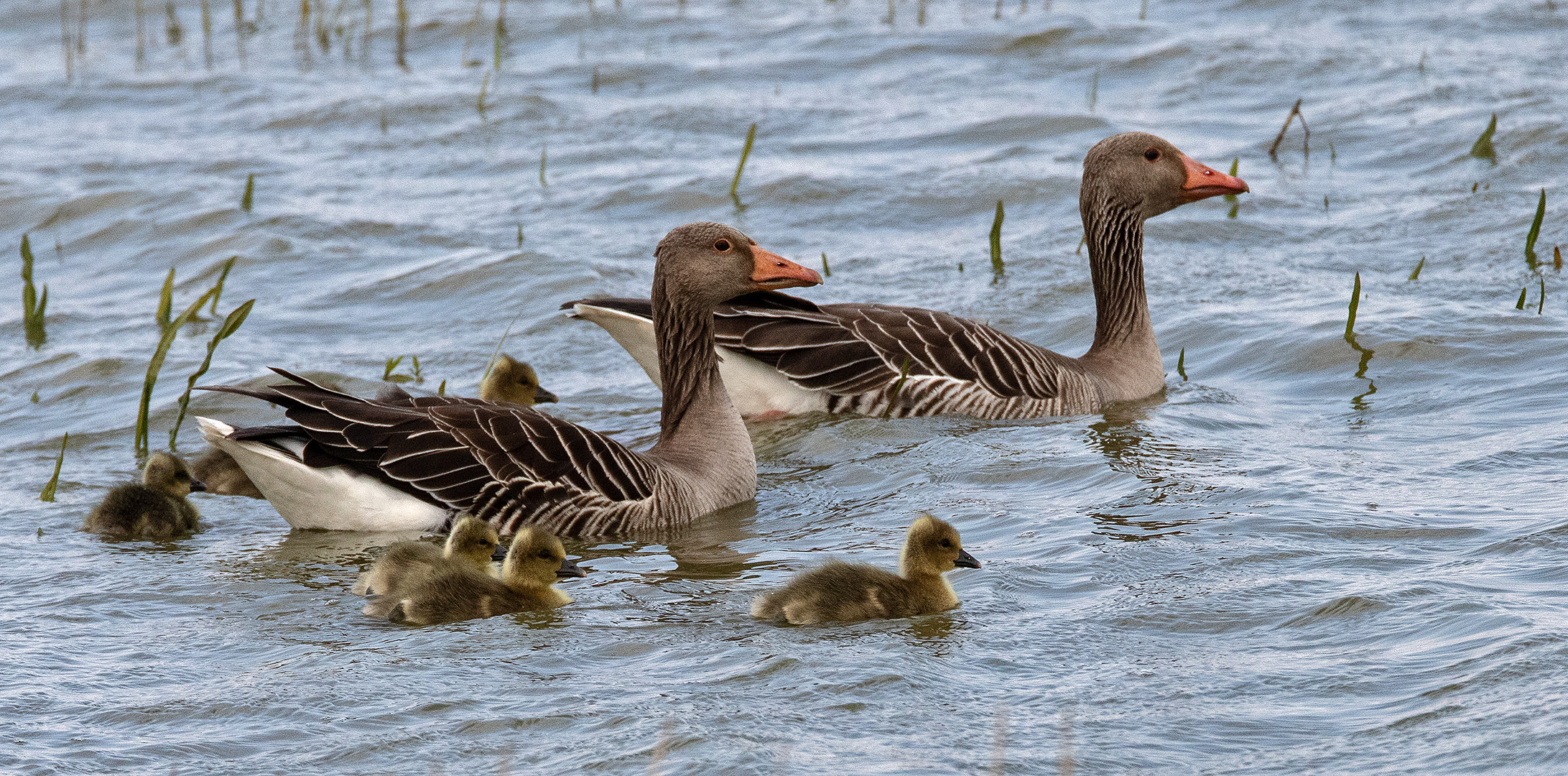 Graugans Familie 