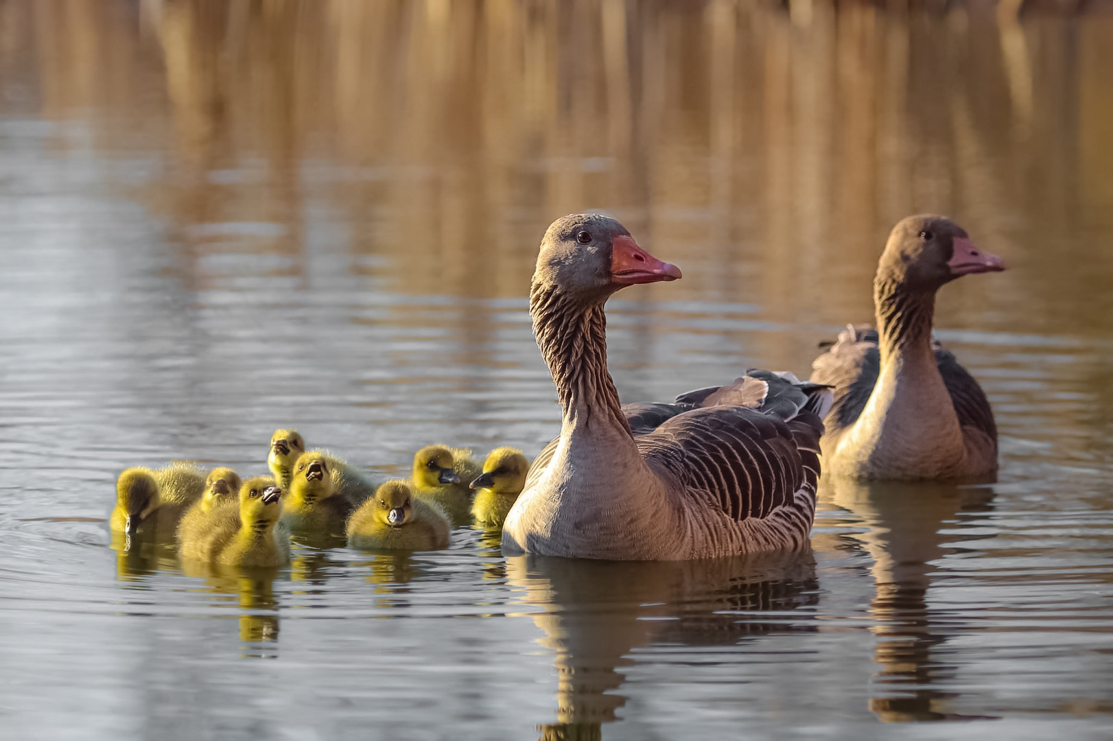 Graugans Familie