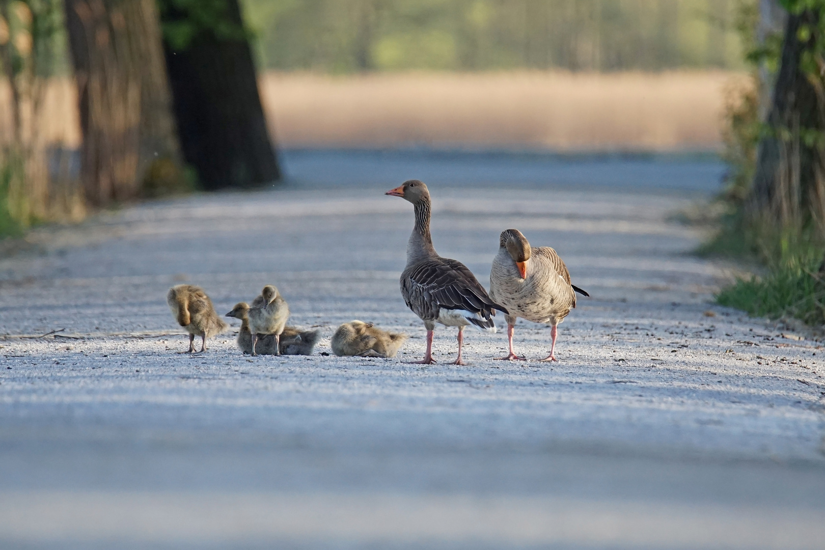 Graugans-Familie