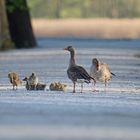 Graugans-Familie