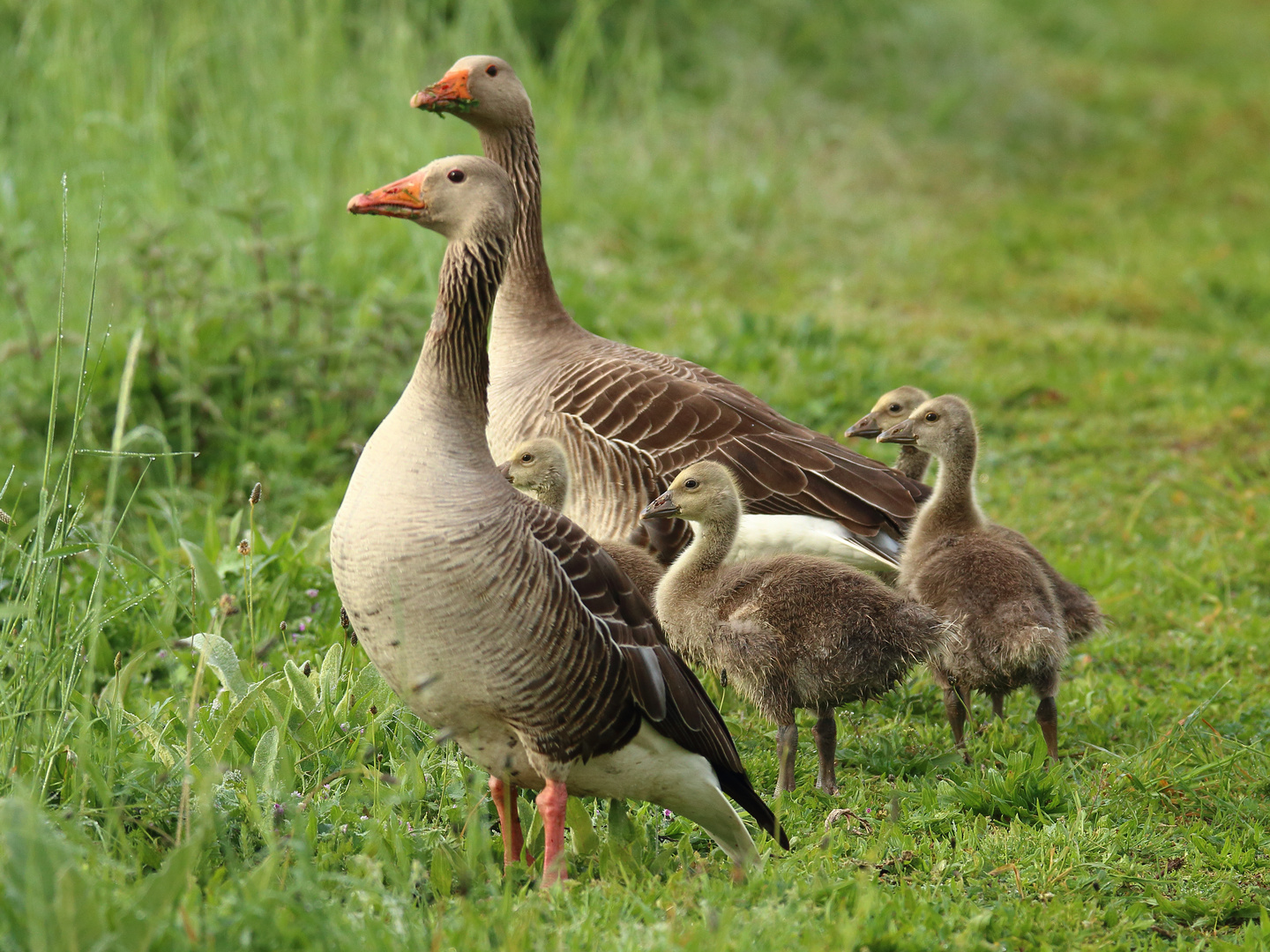 Graugans-Familie