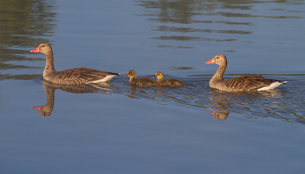 Graugans Familie am Altmühlsee/Vogelinsel