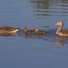 Graugans Familie am Altmühlsee/Vogelinsel