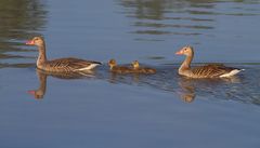 Graugans Familie am Altmühlsee/Vogelinsel