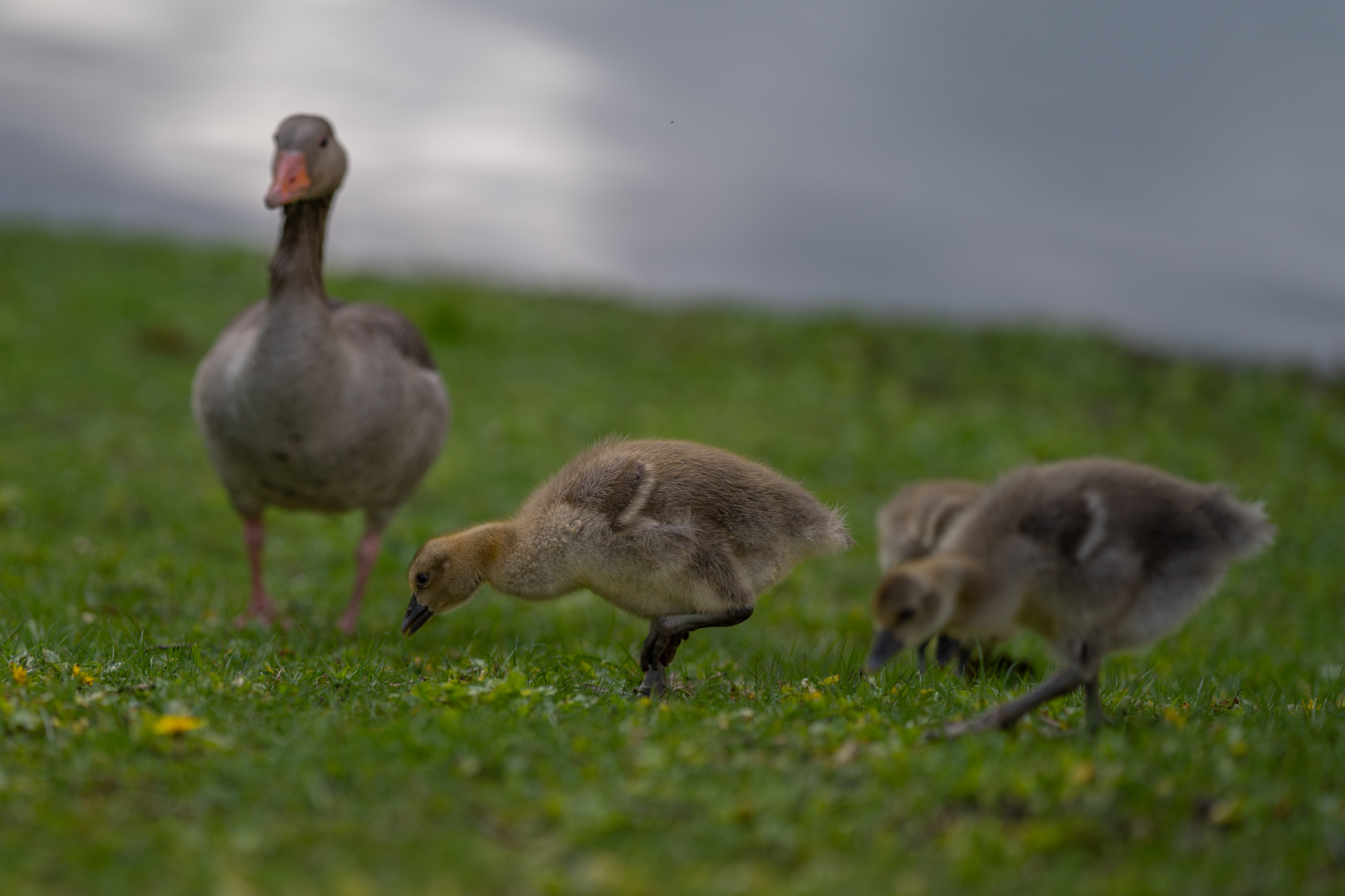 Graugans Familie