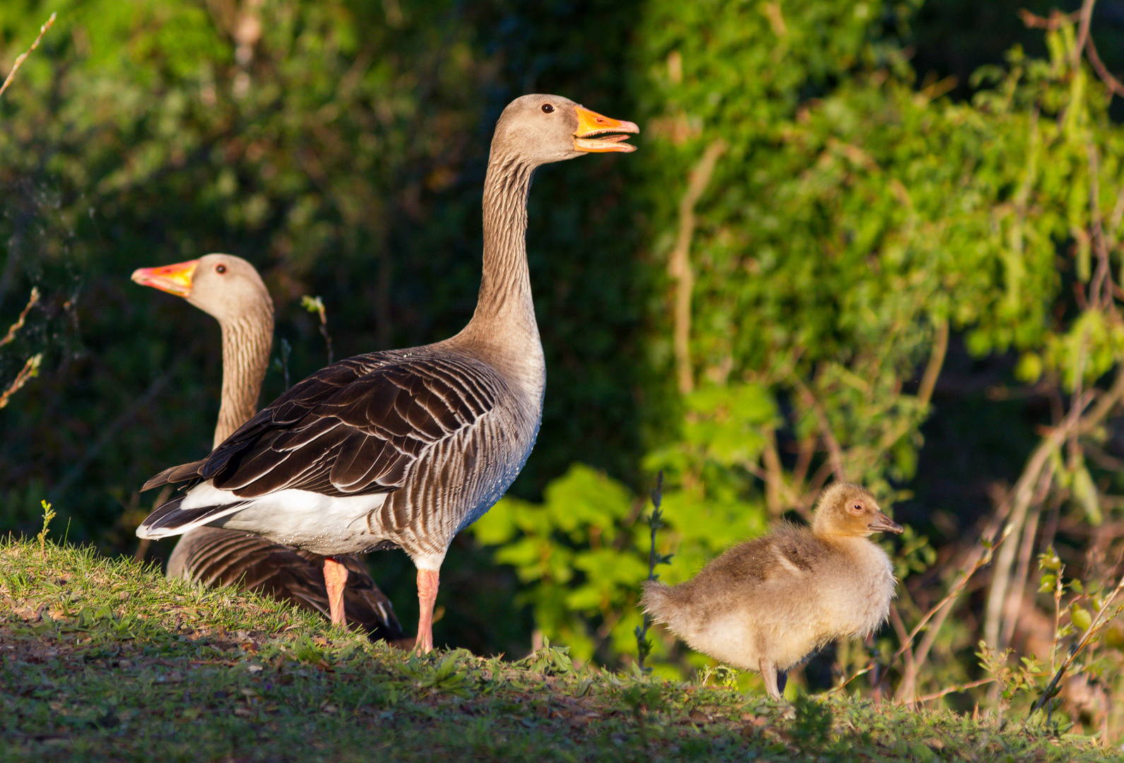 Graugans-Familie in der Abendsonne