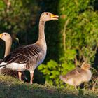 Graugans-Familie in der Abendsonne