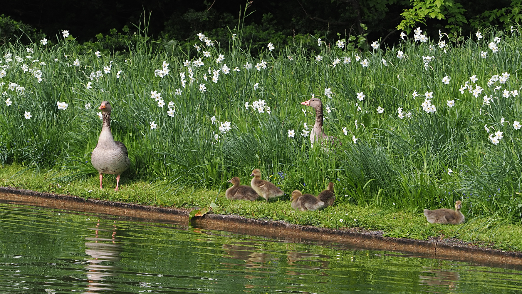 Graugans Familie ll