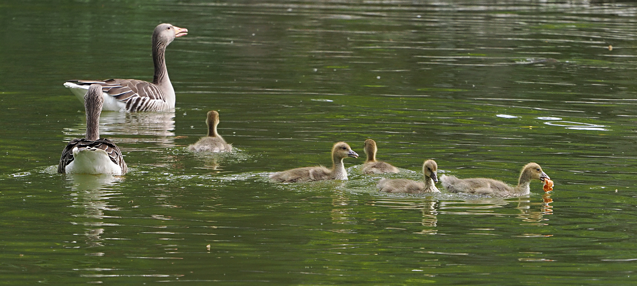 Graugans Familie lll