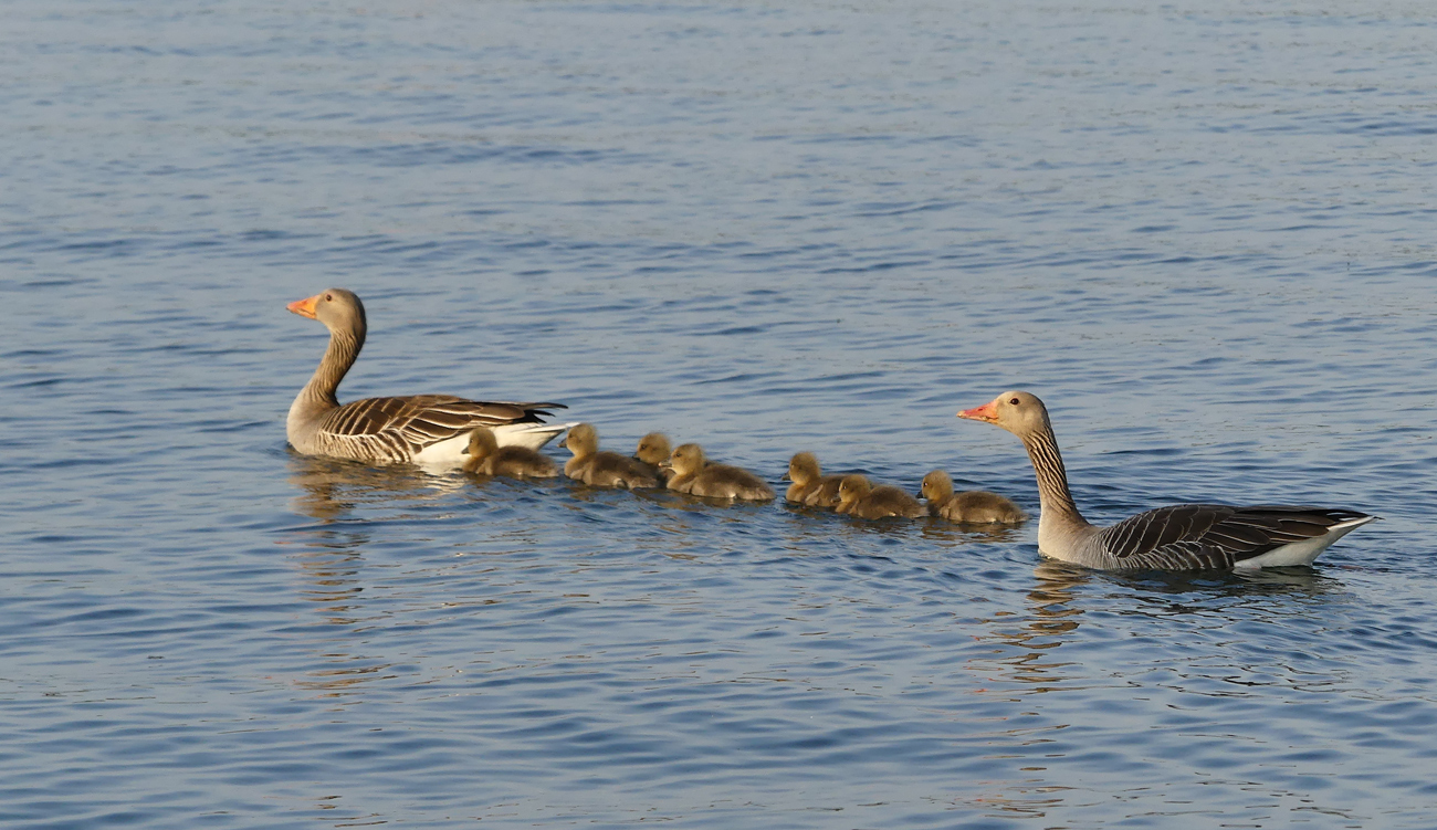 Graugans Familie mit Nachwuchs