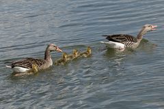 Graugans-Familienausflug