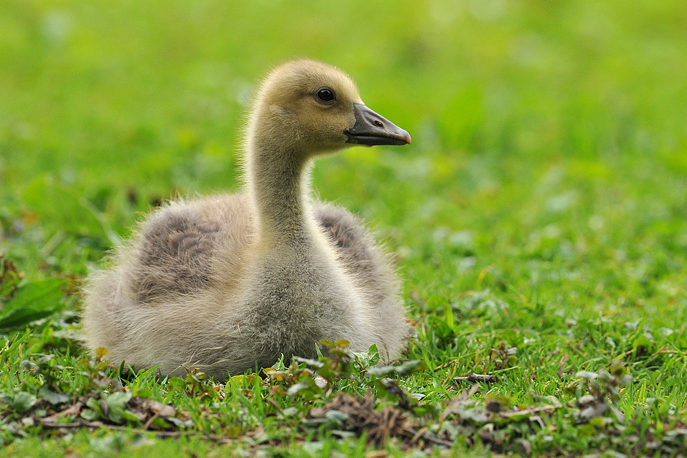 Graugans: Flauschkind