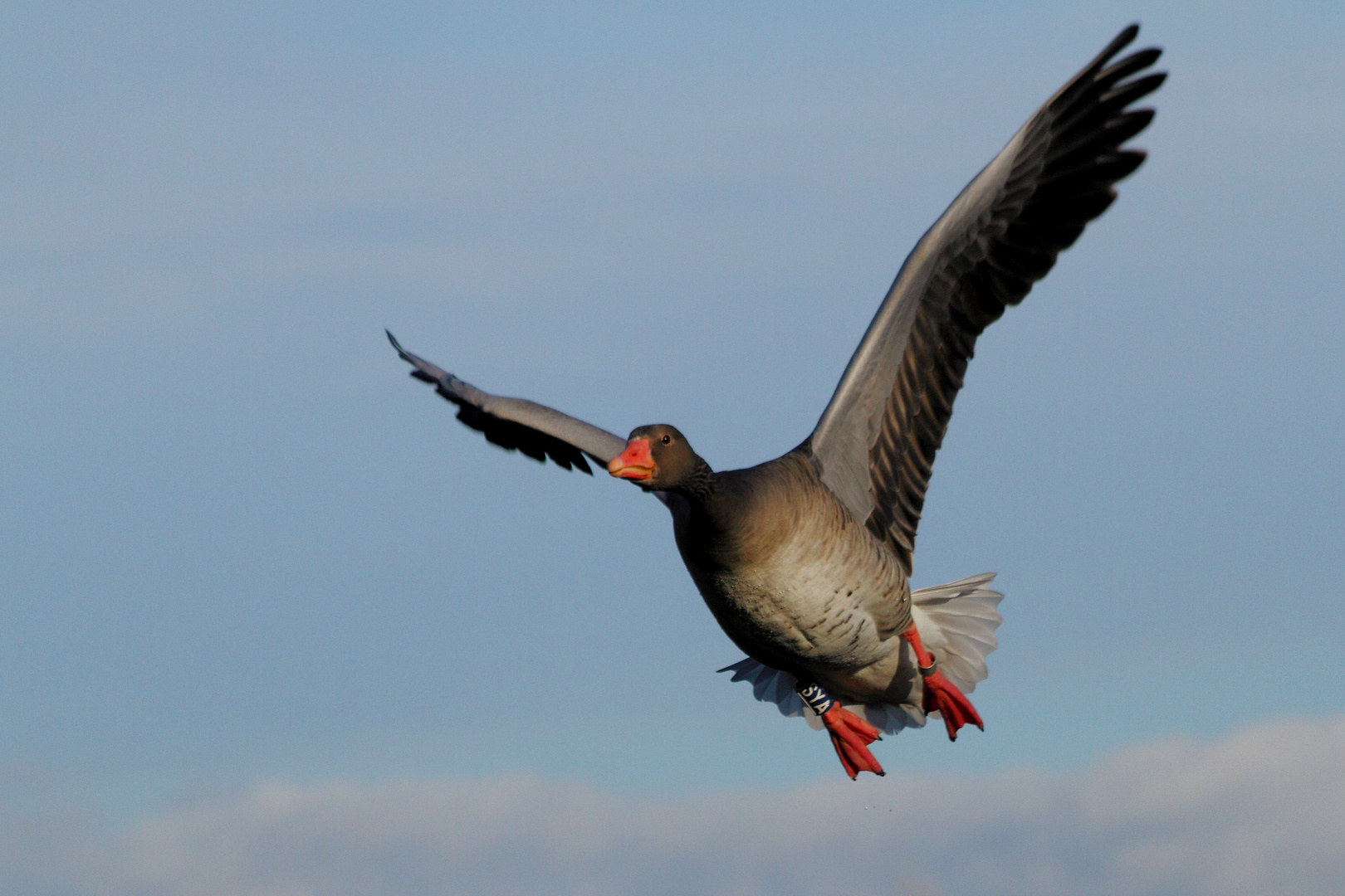 Graugans fliegt