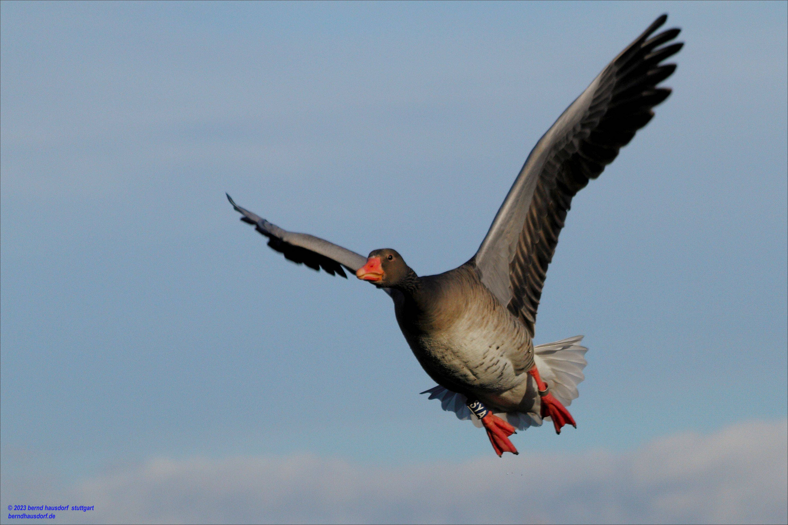 Graugans fliegt