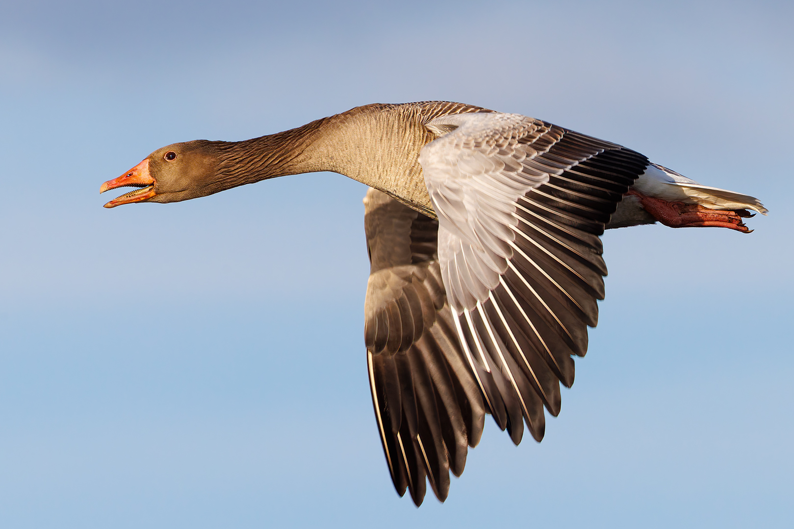 Graugans Flugportrait