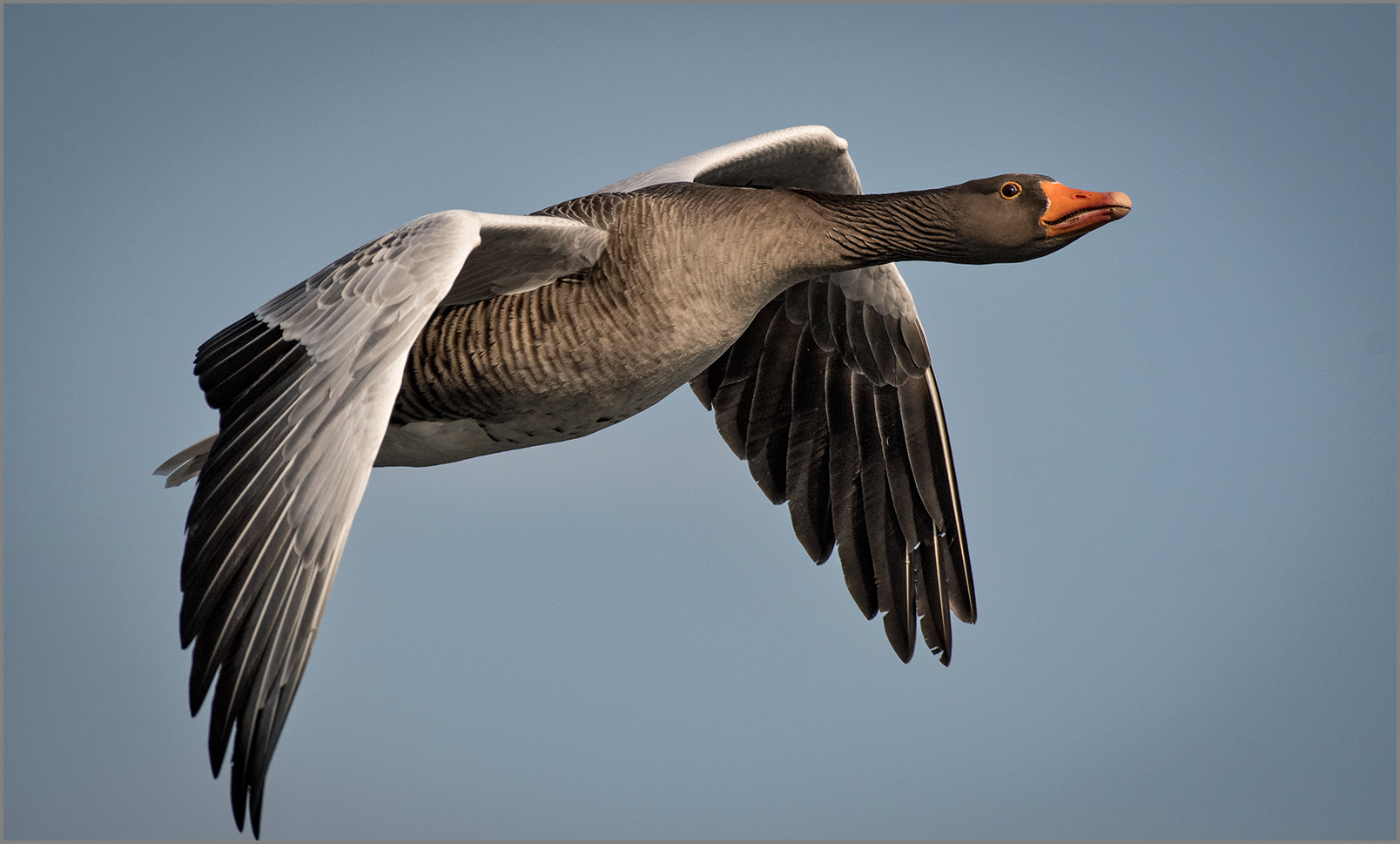 Graugans - Flugstudie