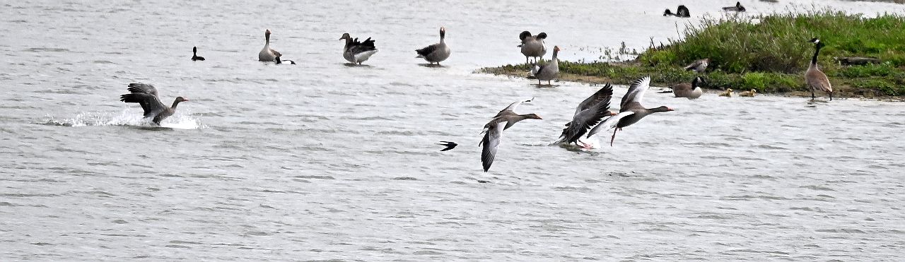 Graugans Geschwader im Landeanflug mit Zuschauern