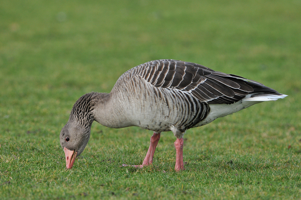 Graugans – Gras – Zupfen