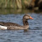 Graugans – Greylag Goose – Anser anser