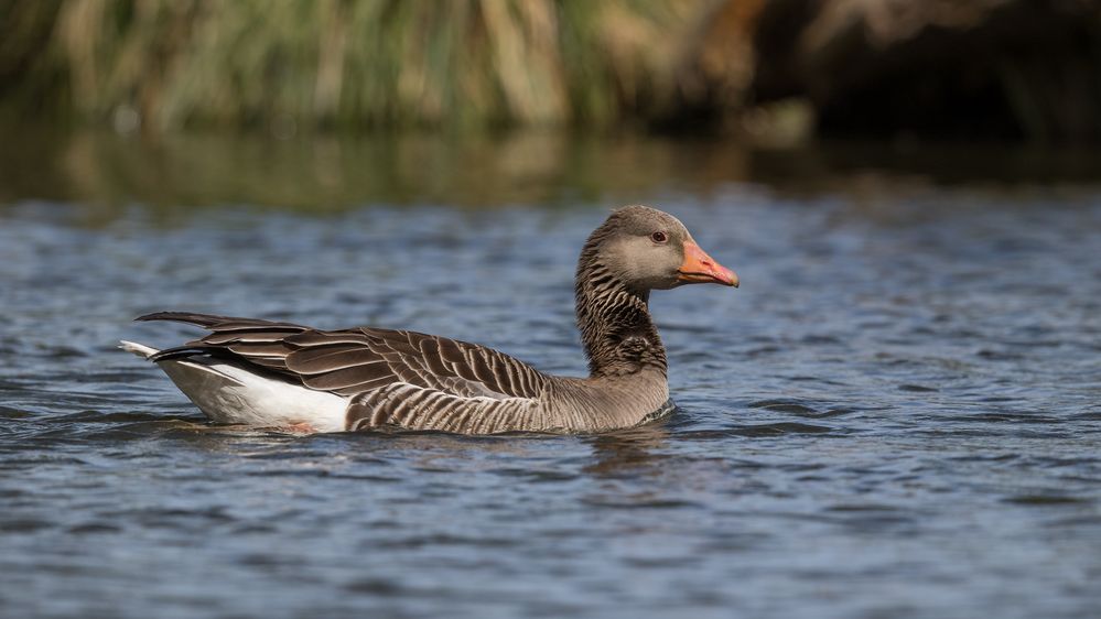 Graugans – Greylag Goose – Anser anser