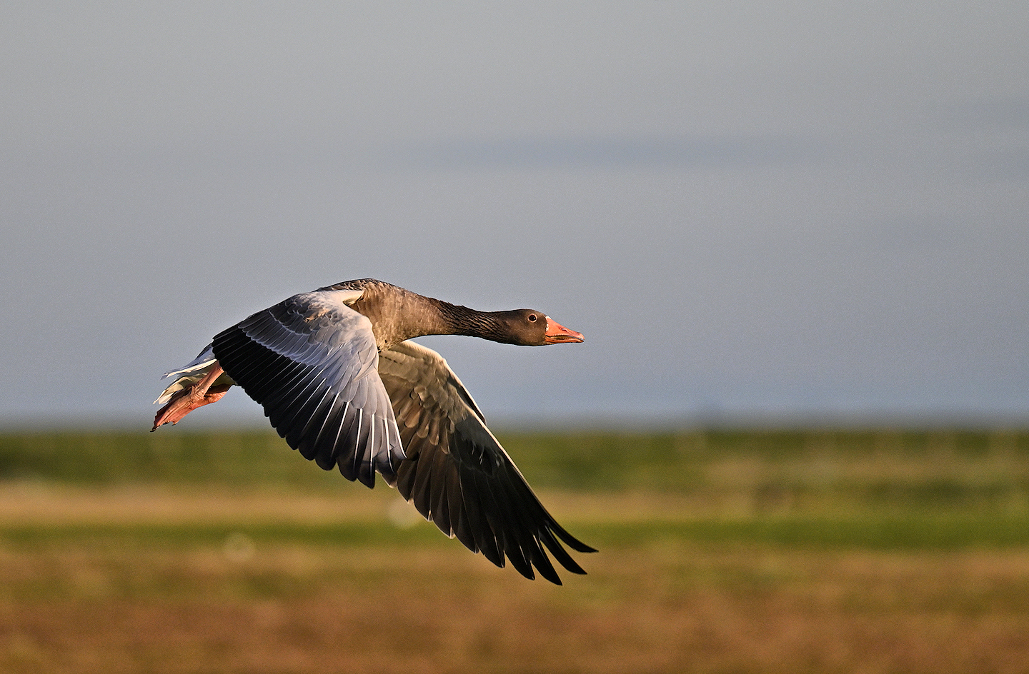 Graugans Hallig Hooge