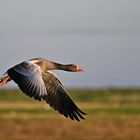 Graugans Hallig Hooge