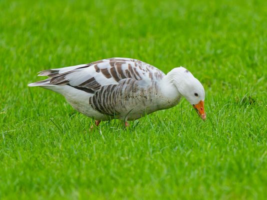 Graugans - helle Mutation! 