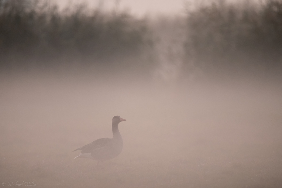 Graugans im Abendnebel