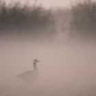 Graugans im Abendnebel