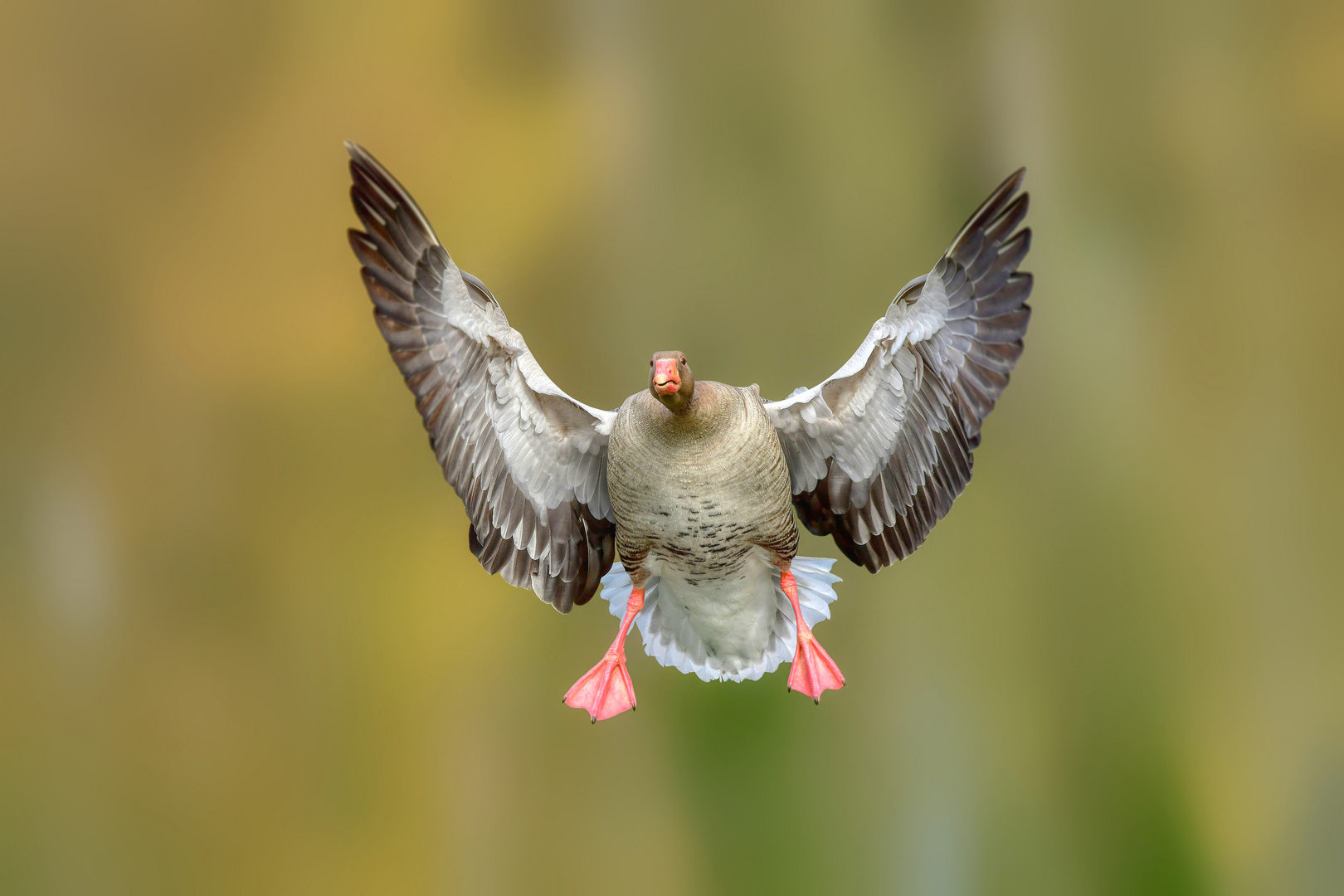 Graugans im Anflug ...